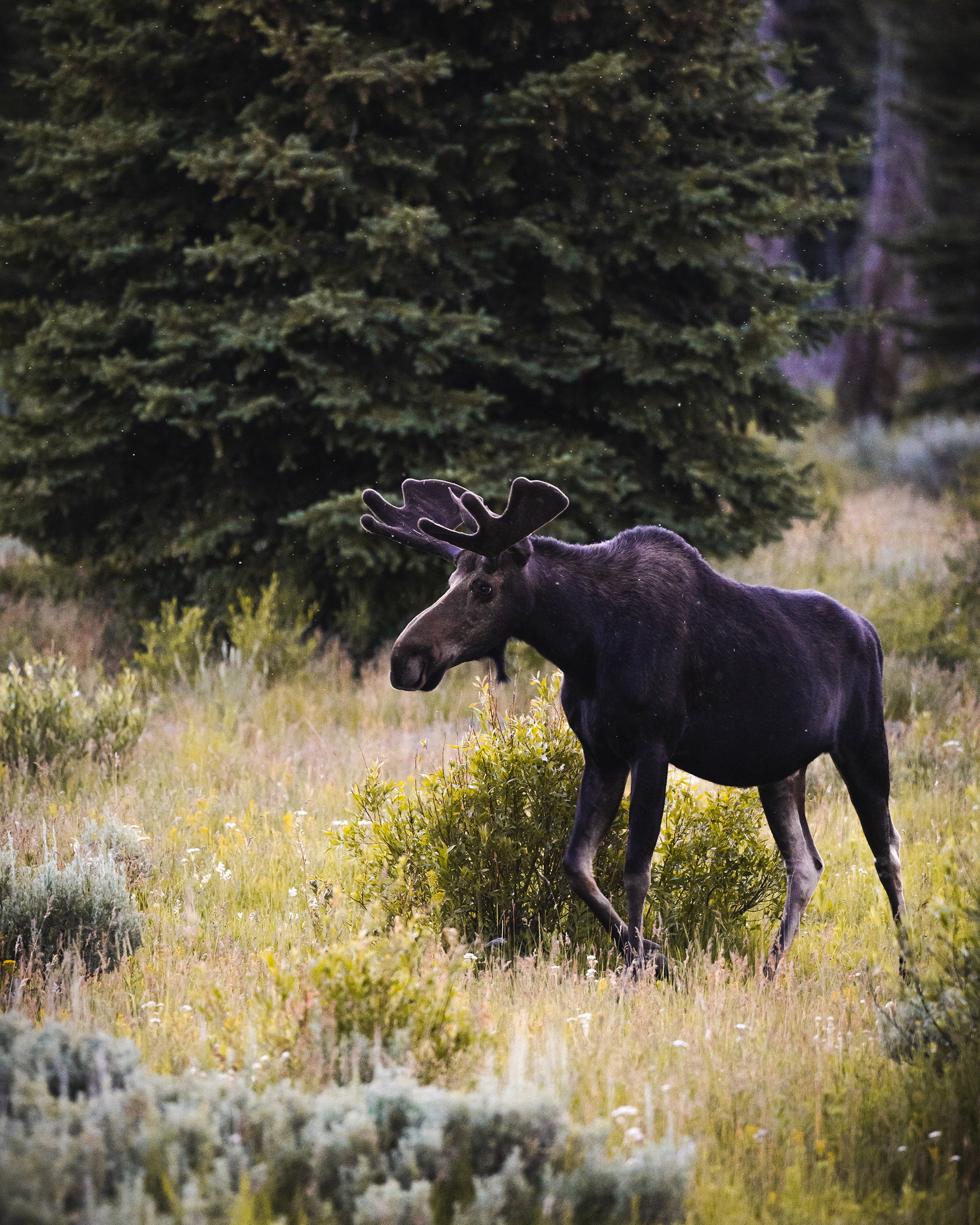 Wild Moose Grand Tetons — Matt Grandbois