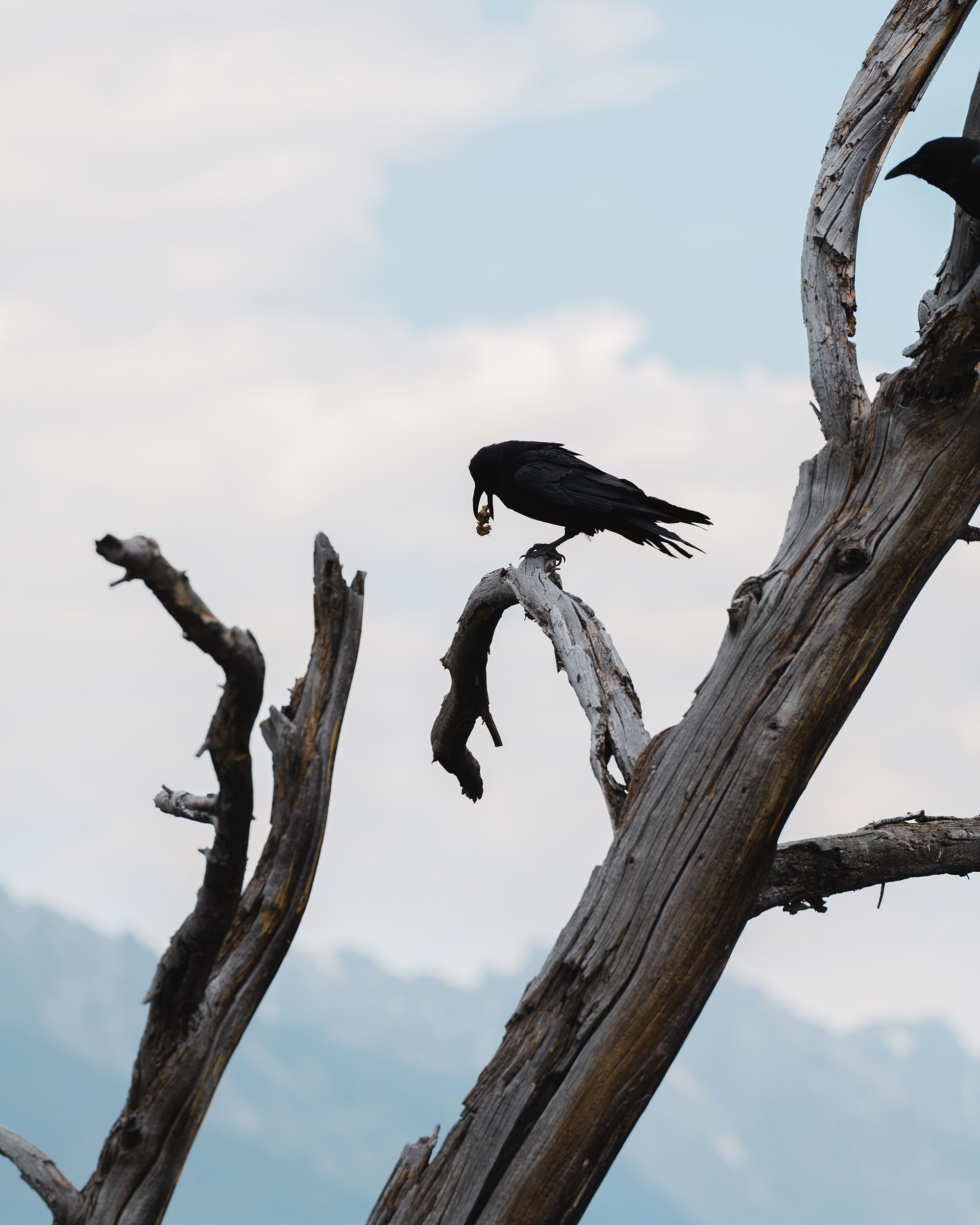 Crows Grand Tetons — Matt Grandbois